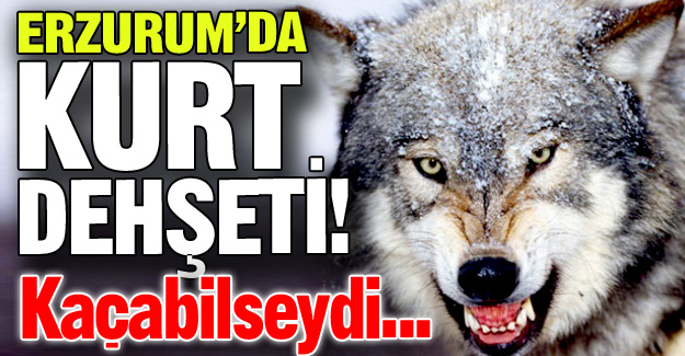 Erzurum'da kurt dehşeti!