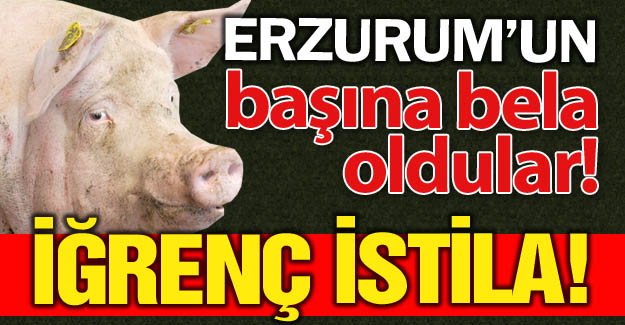 Erzurum'da iğrenç istila!