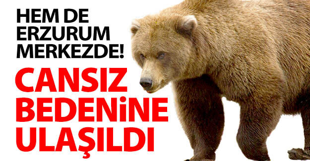 Erzurum'da ayı saldırısı!