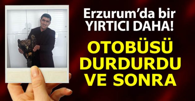Erzurum'da bir yırtıcı daha!..