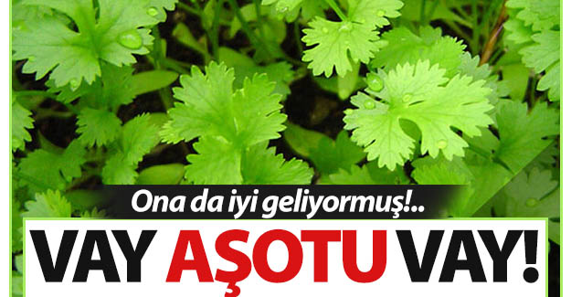 Vay Aşotu vay!..