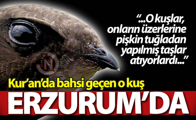 Erzurum'da bir balkona kondu!