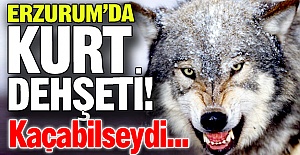 Erzurum'da kurt dehşeti!