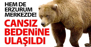 Erzurum'da ayı saldırısı!