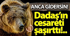 Dadaş'ın cesareti şaşırttı!