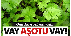 Vay Aşotu vay!..