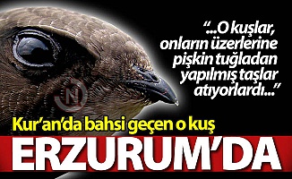 Erzurum'da bir balkona kondu!